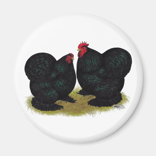 Cochins Black Bantam Pair Magnet (Vorne)
