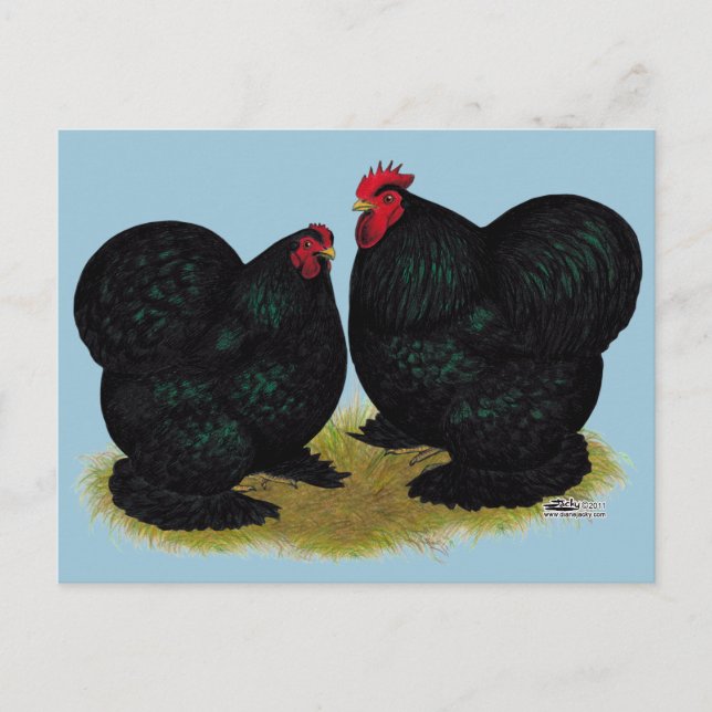 Cochins Black Bantam Pair Postkarte (Vorderseite)