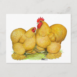 Cochins Buff Pair Postkarte