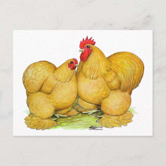 Cochins Buff Pair Postkarte (Vorderseite)