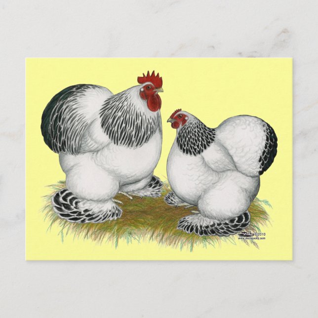 Cochins:  Columbian Bantams Postkarte (Vorderseite)
