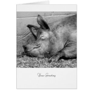 Cochon De Dormir Pour Toutes Les Ocassions