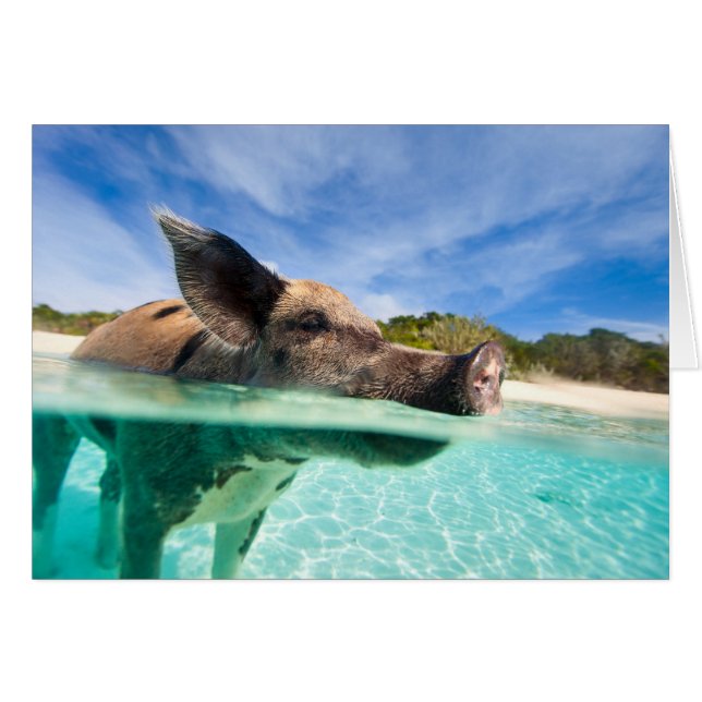 Cochon de natation d'Exuma (Devant horizontal)