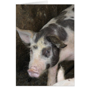 Cochon tacheté Toutes les occasions