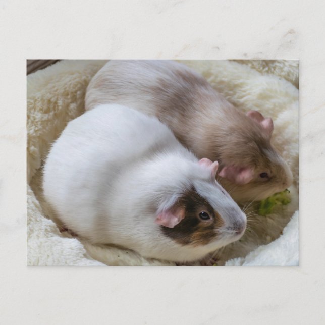 Cochons d'Inde mignons vue carte postale (Devant)