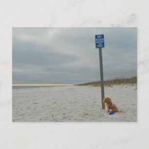 Cockapoo am Strand, Postkarte