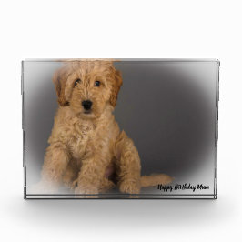 Cockapoo Hund. Fotoblock