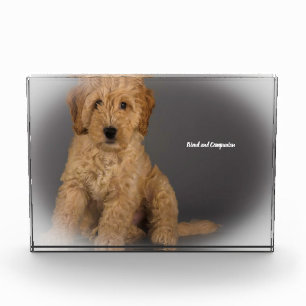 Cockapoo Hund. Fotoblock