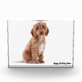 Cockapoo Hund. Fotoblock