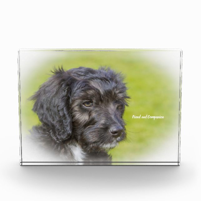 Cockapoo Hund. Fotoblock (Vorderseite)