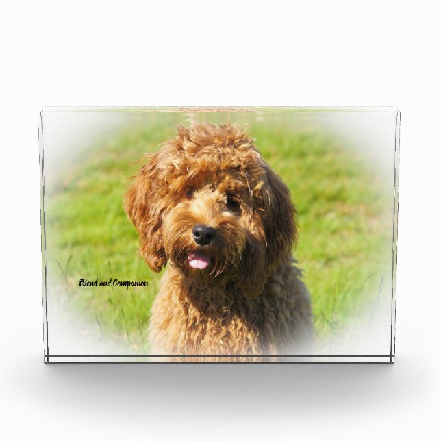 Cockapoo Hund. Fotoblock (Vorderseite)