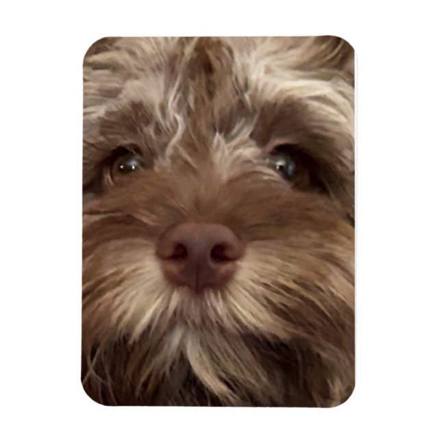 "COCKAPOO"-Magnet Magnet (Vertikal)