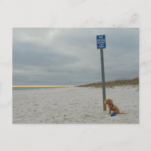 Cockapoo On the Beach, Carte postale (Devant)
