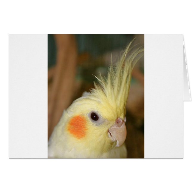 Cockatiel Cutie (Devant horizontal)