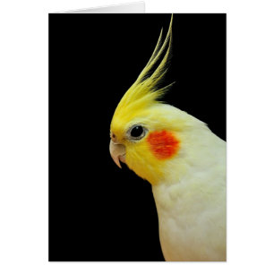 Cockatiel de Lutino