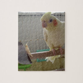 Cockatiel Fun