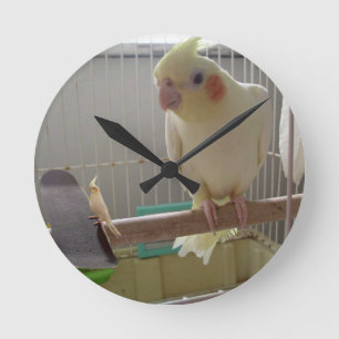 Cockatiel Fun Runde Wanduhr