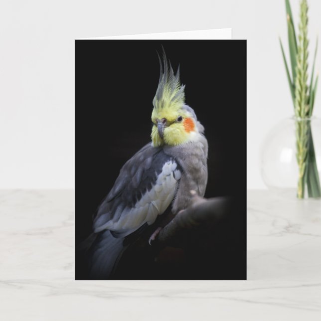 Cockatiel-Karte Karte (Vorderseite)