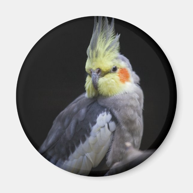 Cockatiel Magnet (Vorne)