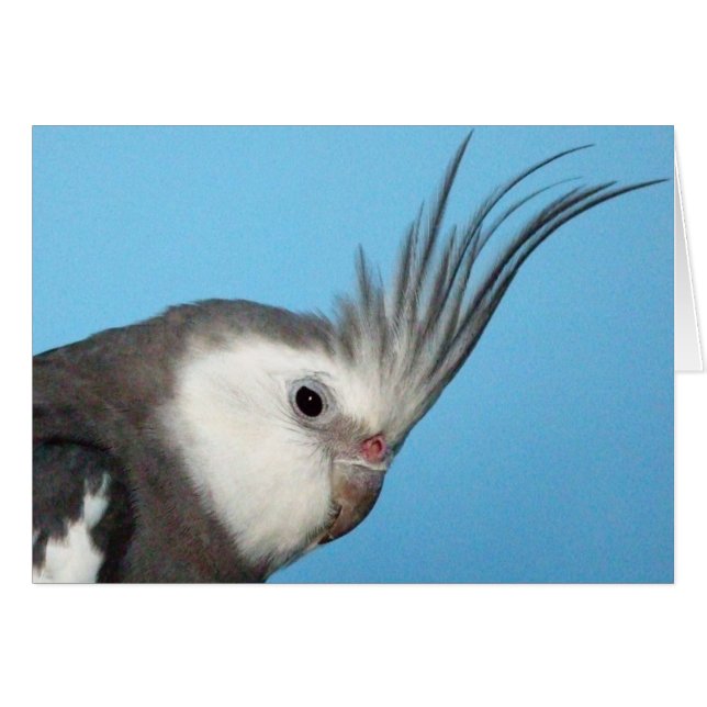 Cockatiel masculin de Whiteface (Devant horizontal)