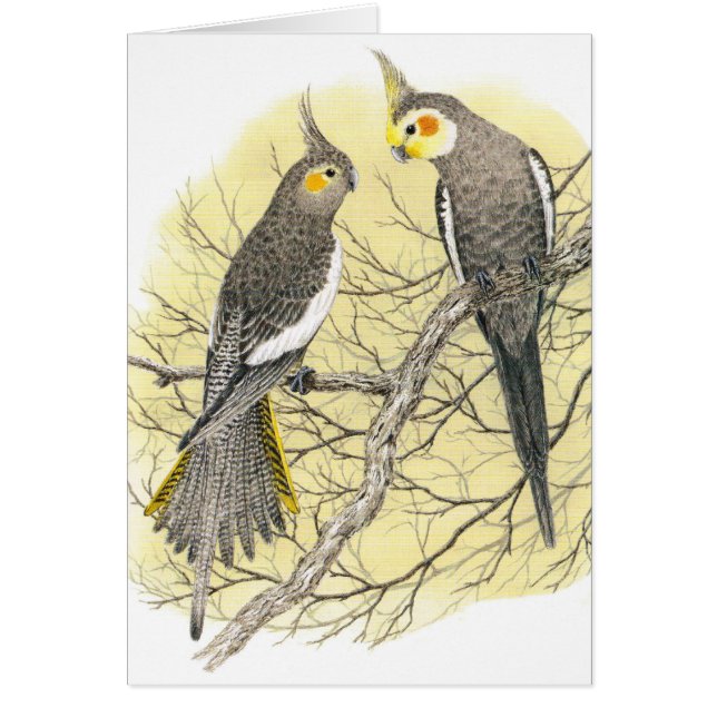 Cockatiel-Paare - Nymphicus hollandicus (Vorne)