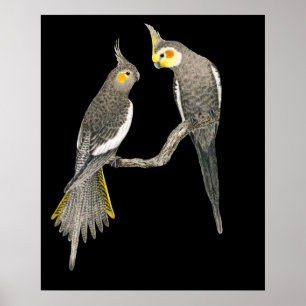 Cockatiel-Paare - Nymphicus hollandicus auf Poster
