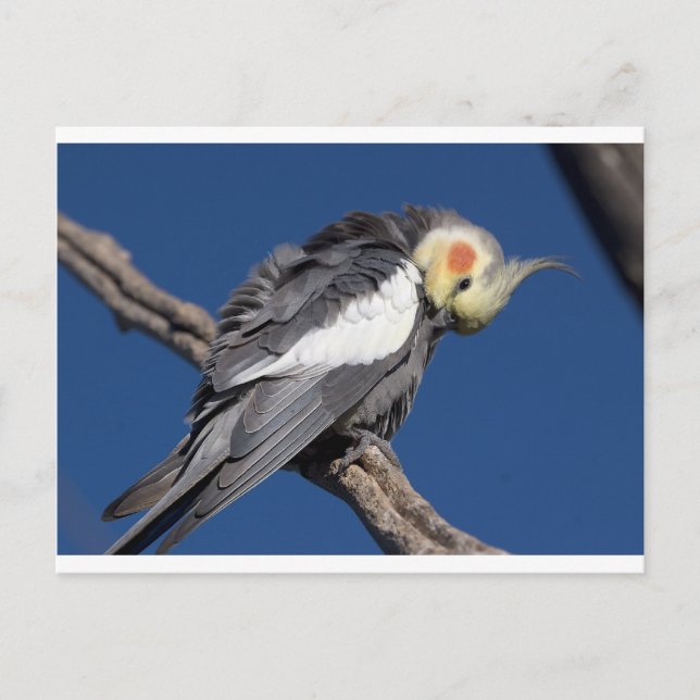 Cockatiel Postkarte (Vorderseite)