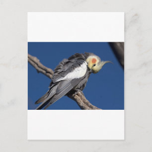 Cockatiel Postkarte