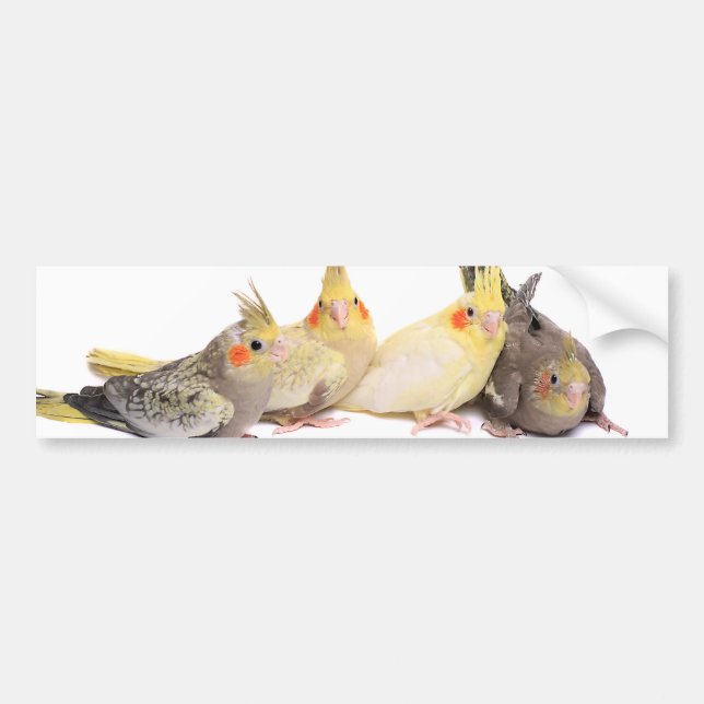 Cockatiels Autoaufkleber (Vorne)