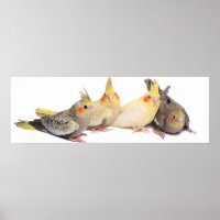 Cockatiels