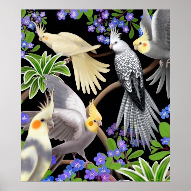 Cockatiels Poster (Vorne)