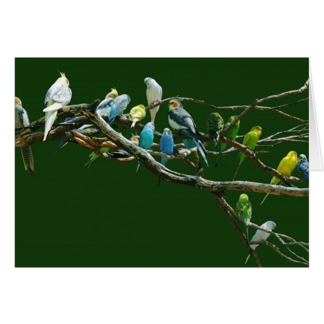 Cockatiles Dans Les Perruques (Devant horizontal)