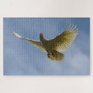 Cockatoo Bird Parrot Animal Fly Sky, 1014 Stück