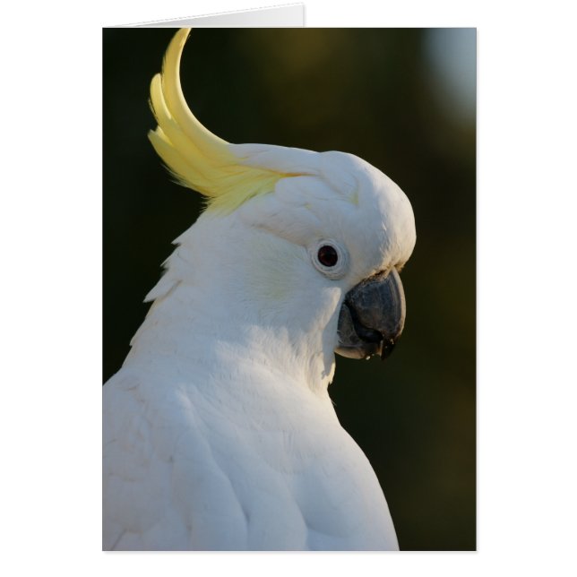 Cockatoo blanc exotique (Devant)