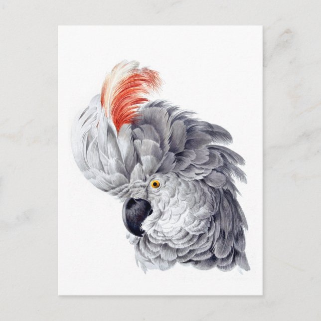 Cockatoo Head (grau) Gemälde von Aert Schouma Postkarte (Vorderseite)