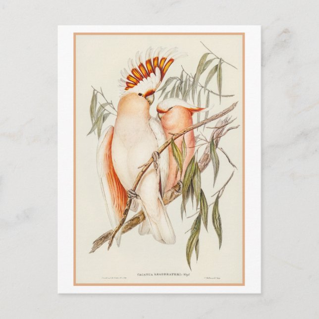 Cockatoo-Illustration des Leadbeaters von Gould Postkarte (Vorderseite)