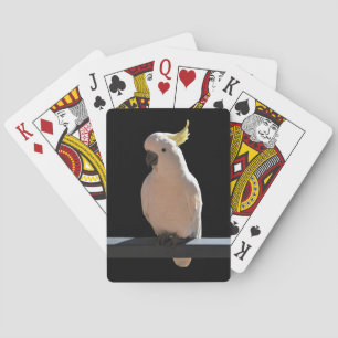 Cockatoo in den Sundial Apartments Kartenspielen Spielkarten