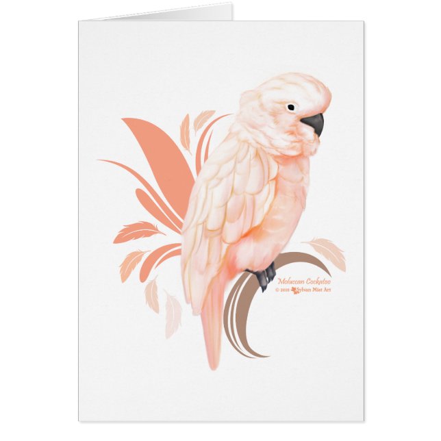 Cockatoo Moluccan (Devant)