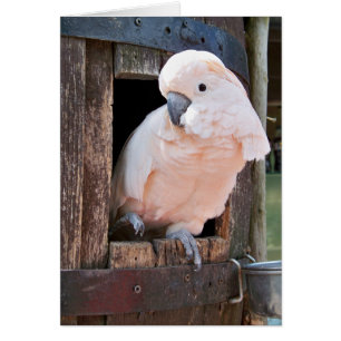 Cockatoo Moluccan