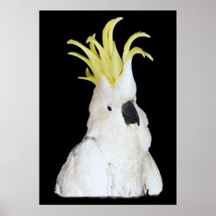 Cockatoo-Plakat 24x36 " Poster