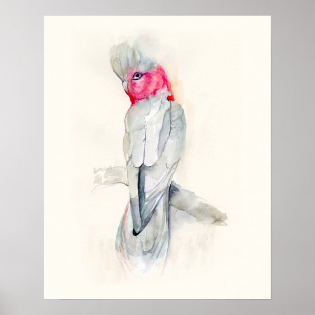Cockatoo Poster (Vorne)