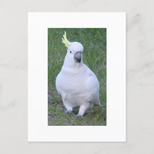 Cockatoo Postkarte