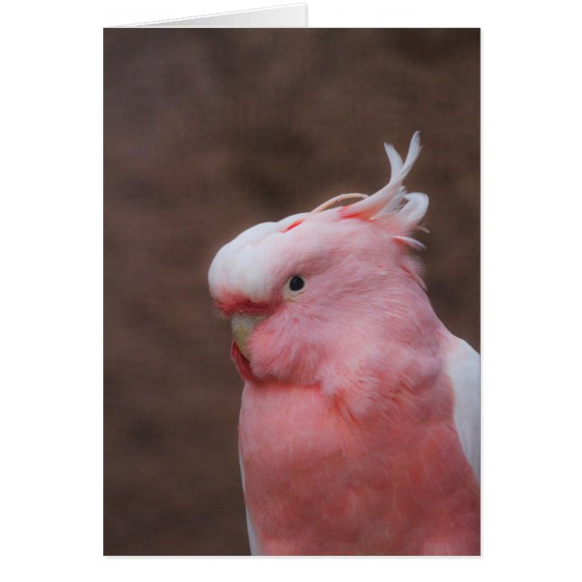 Cockatoo rose (Devant)