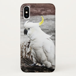 Cockatoo Schwefel-Mit Haube title_seo2