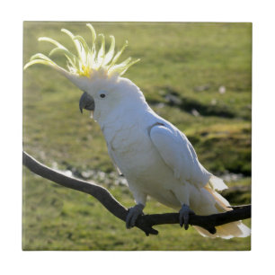Cockatoo Schwefel-Mit Haube in Australien Fliese