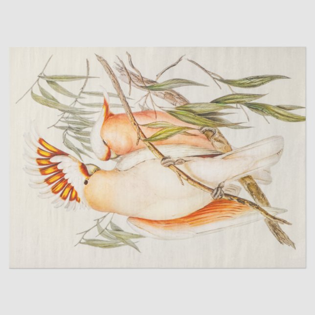 Cockatottopapier Seidenpapier (Vorderseite)