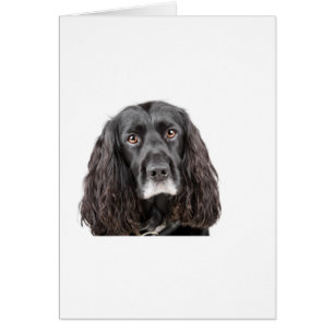 Cocker mignon