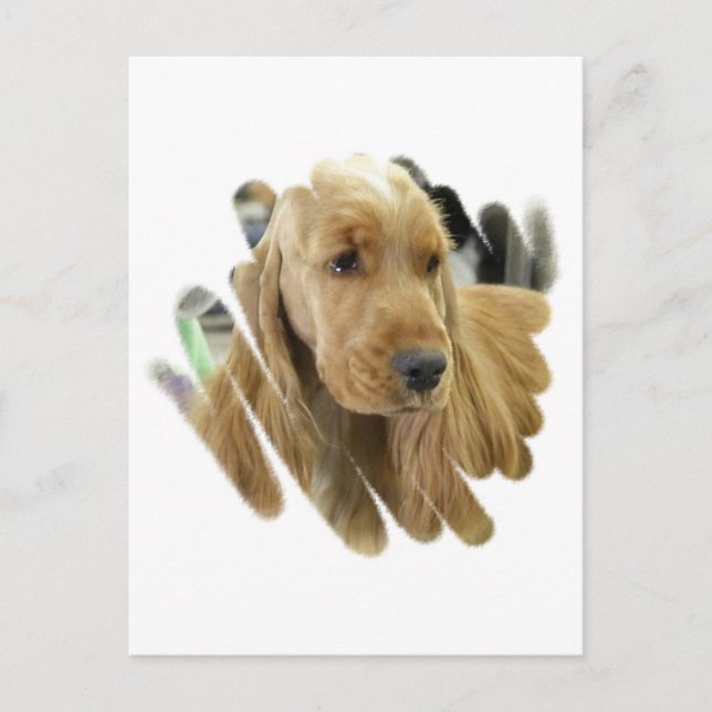 Cocker Spanel Puppy Hund Postkarte (Vorderseite)