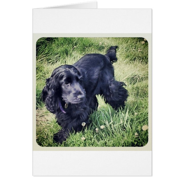 Cocker Spaniel (Vorne)