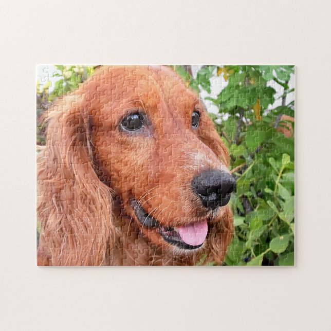 Cocker Spaniel Dog (Horizontal)